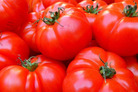Tomates : le Maroc reste le deuxième fournisseur du marché européen