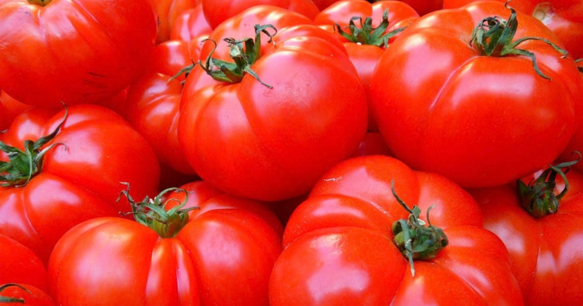 Tomates : le Maroc reste le deuxième fournisseur du marché européen